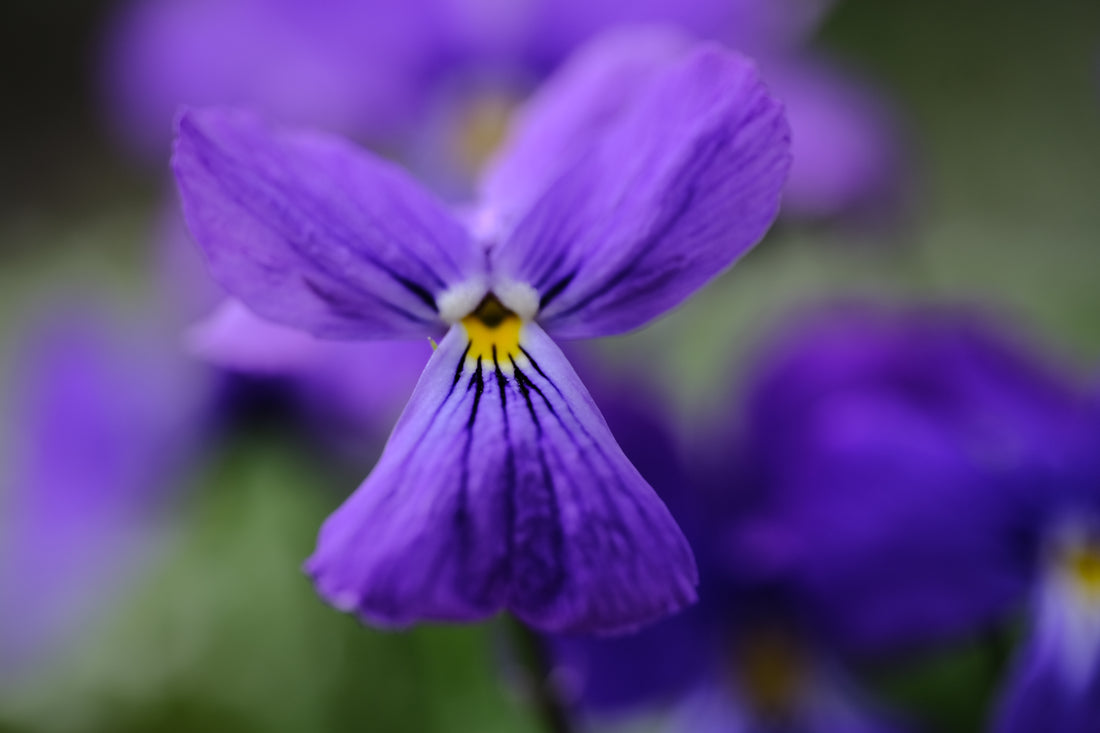 Viola corsica | Corsican violet