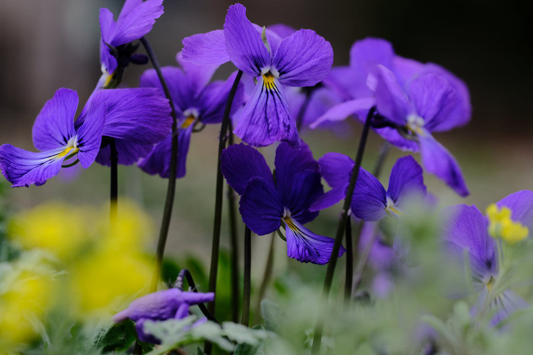 Viola corsica | Corsican violet