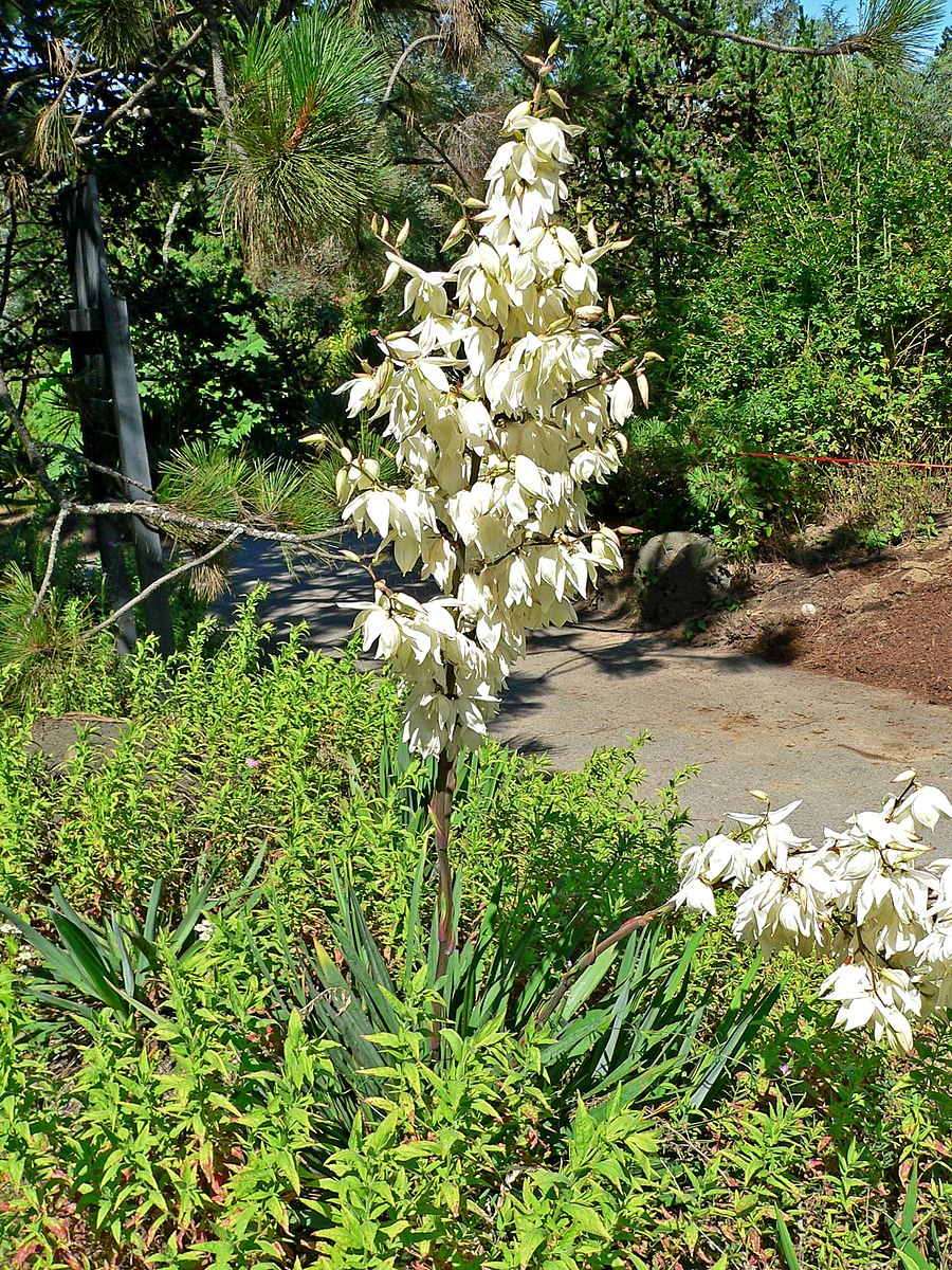 Yucca filamentosa | Adam's needle – The Old Dairy Nursery & Gardens