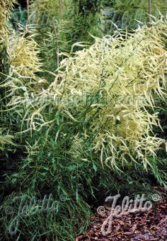 Aruncus dioicus &