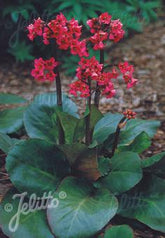 Bergenia cordifolia &