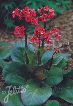Bergenia cordifolia &