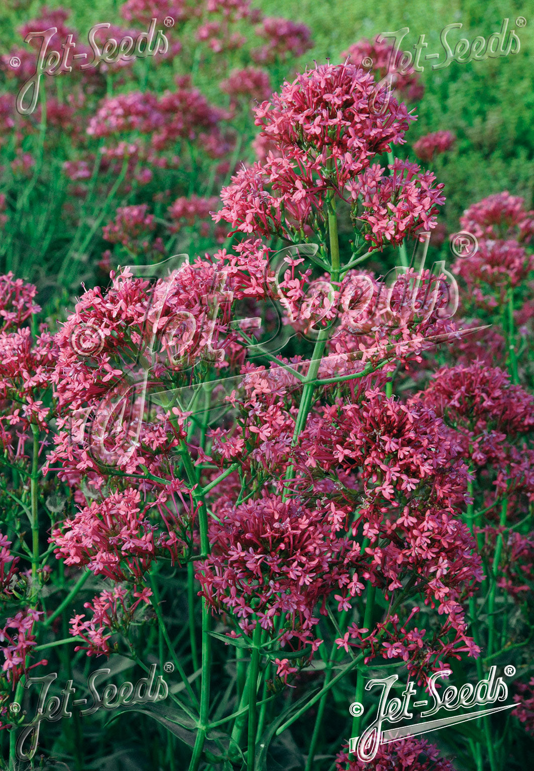 Cetranthus Ruber Centranthus ruber 'Pretty Betsy' | red valerian – The Old Dairy Nursery ...