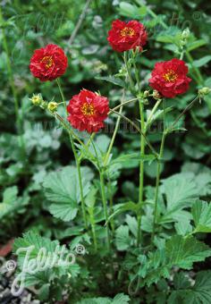 Geum chiloense &