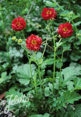 Geum chiloense &