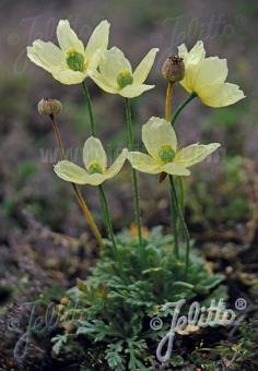 Papaver miyabeanum Pacino' (arctic poppy) – The Old Dairy Nursery & Gardens