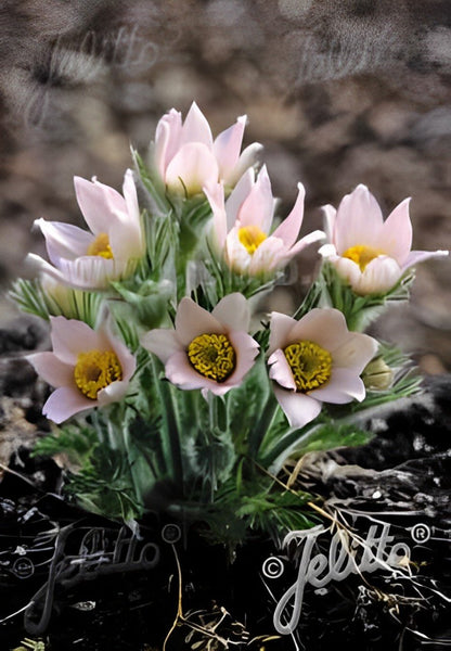 Pulsatilla vulgaris 'Perlen Glocke'