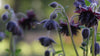 Aquilegia vulgaris var. stellata plena 'Black Barlow' 
