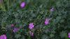 Geranium sanguineum at The Old Dairy