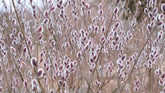Salix gracilysta &