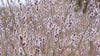 Salix gracilysta 'Mount Aso' pink pussy willow catkins bobbing in the wind
