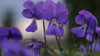 Viola corsica purple blooms at The Old Dairy