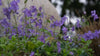 Phlox stolonifera 'Sherwood Purple' at The Old Dairy Nursery & Gardens