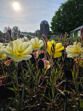 Oenothera odorata &