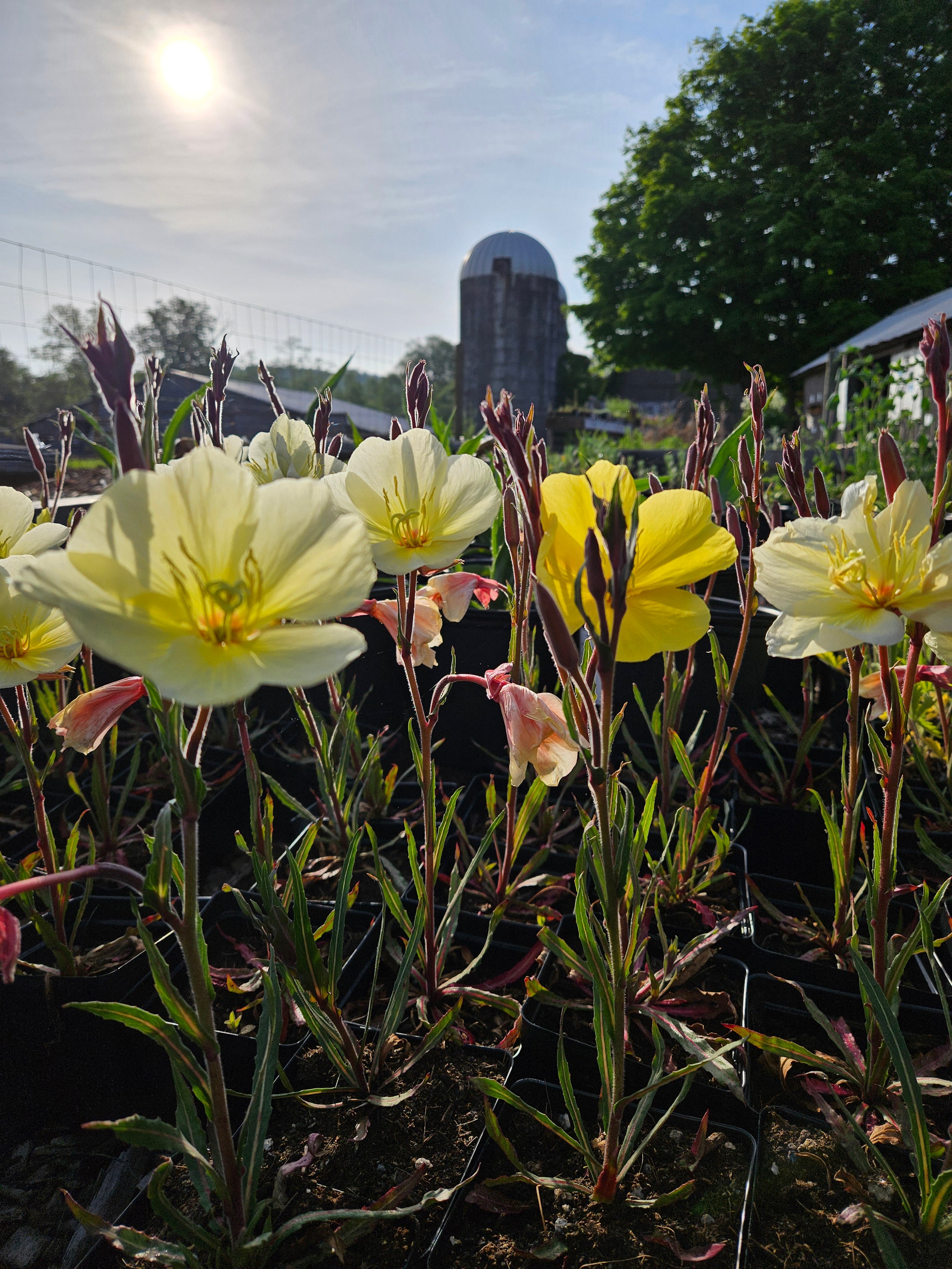 Oenothera odorata &