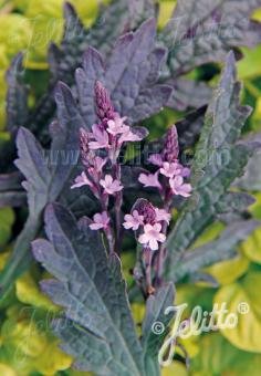 Verbena officinalis var. grandiflora &