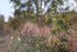 Agastache cana x rupestris late fall garden at The Old Dairy Nursery 