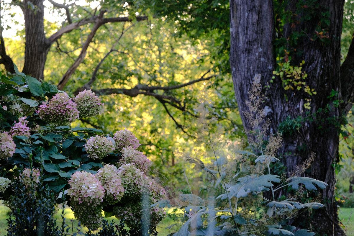 early fall at The Old Dairy Nursery