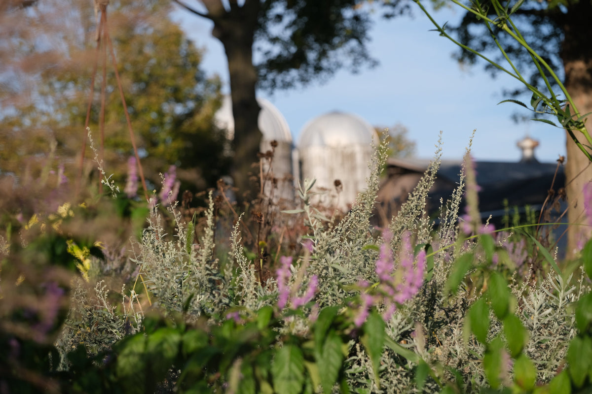 Chinese mint shrub and Artemisia in the fall garden at The Old Dairy 