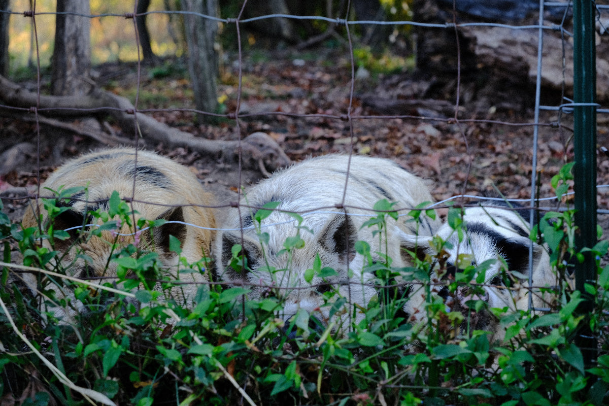 three pigs at The Old Dairy Nursery