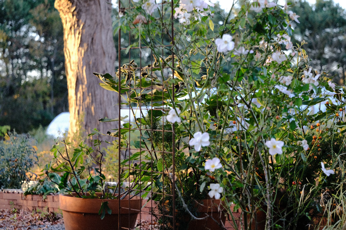 Rosa Sally Holmes and potted figs in late fall at The Old Dairy Nursery