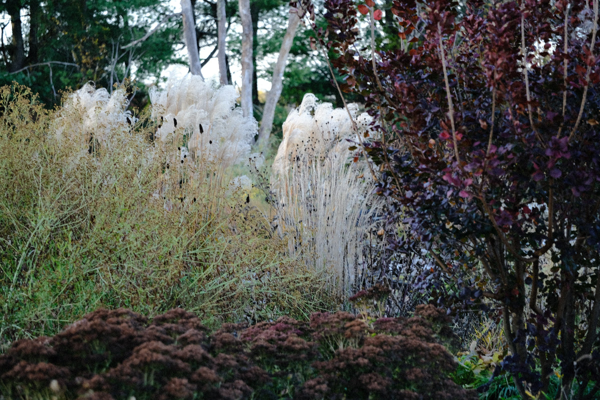 Sedum, smokebush, and ornamenta grasses at The Old Dairy Nursery in the fall 
