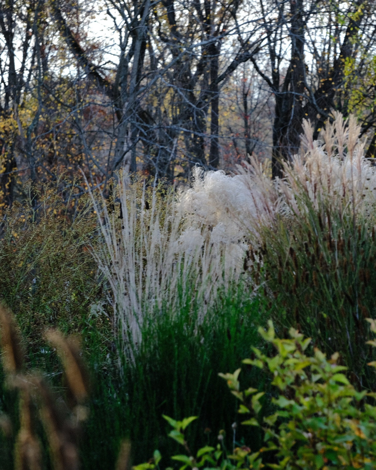 Ornamental grasses at The Old Dairy nursery in late fall 