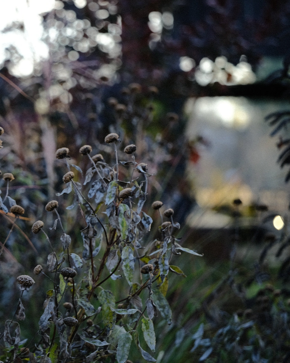 Monarda seed head in the late fall garden at The Old Dairy nursery