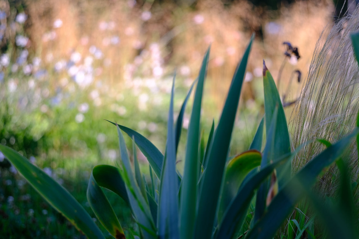 Gaura and bearded iris in Eileen's garden