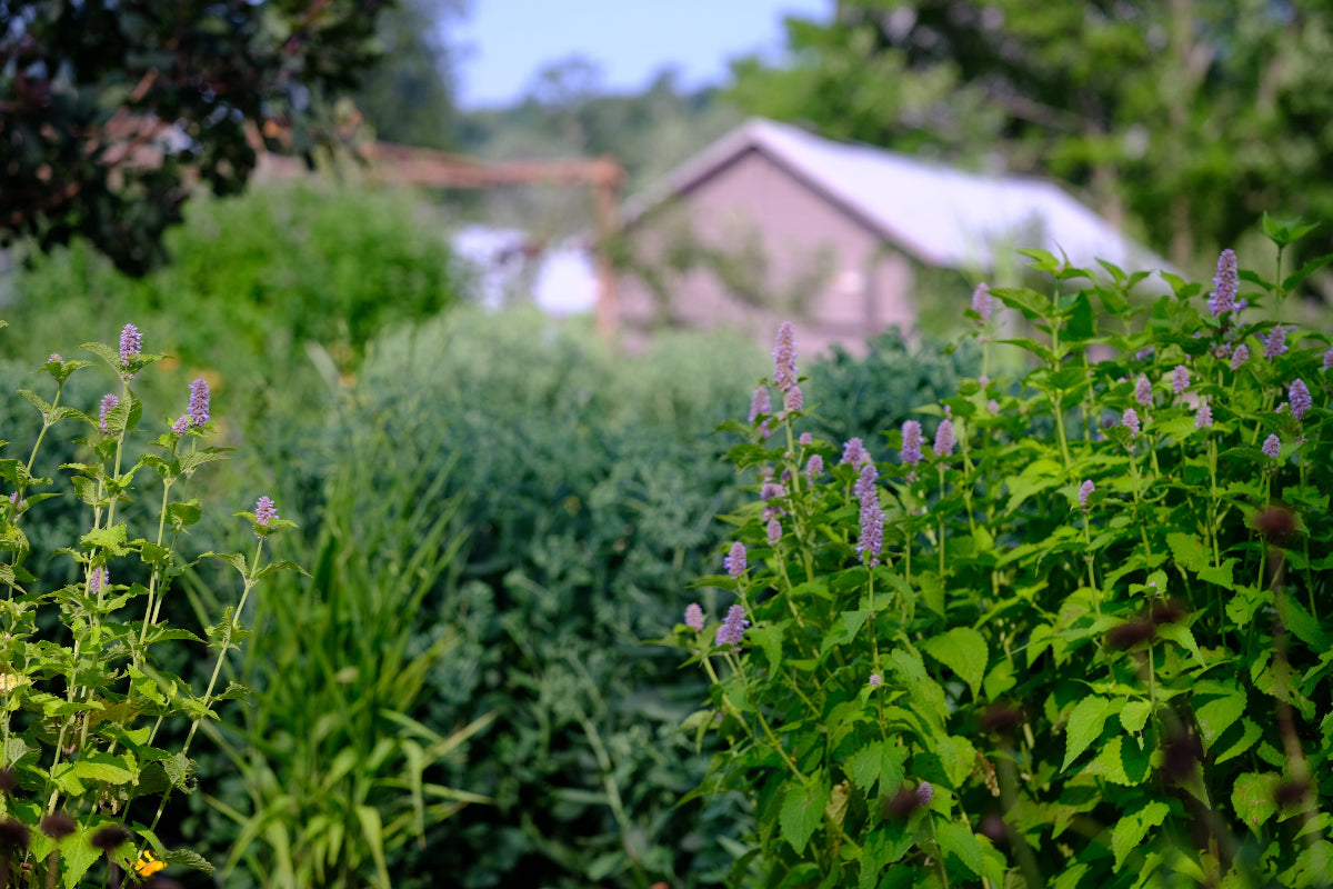 Agastache and sedum in the summer garden at The Old Dairy Nursery