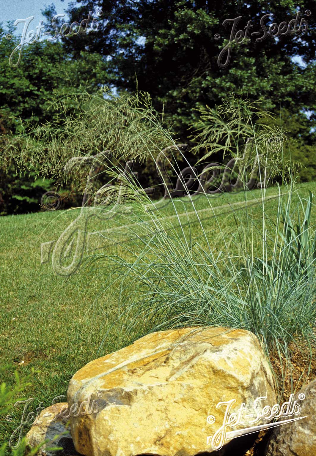 Eragrostis elliottii (love grass) in bloom
