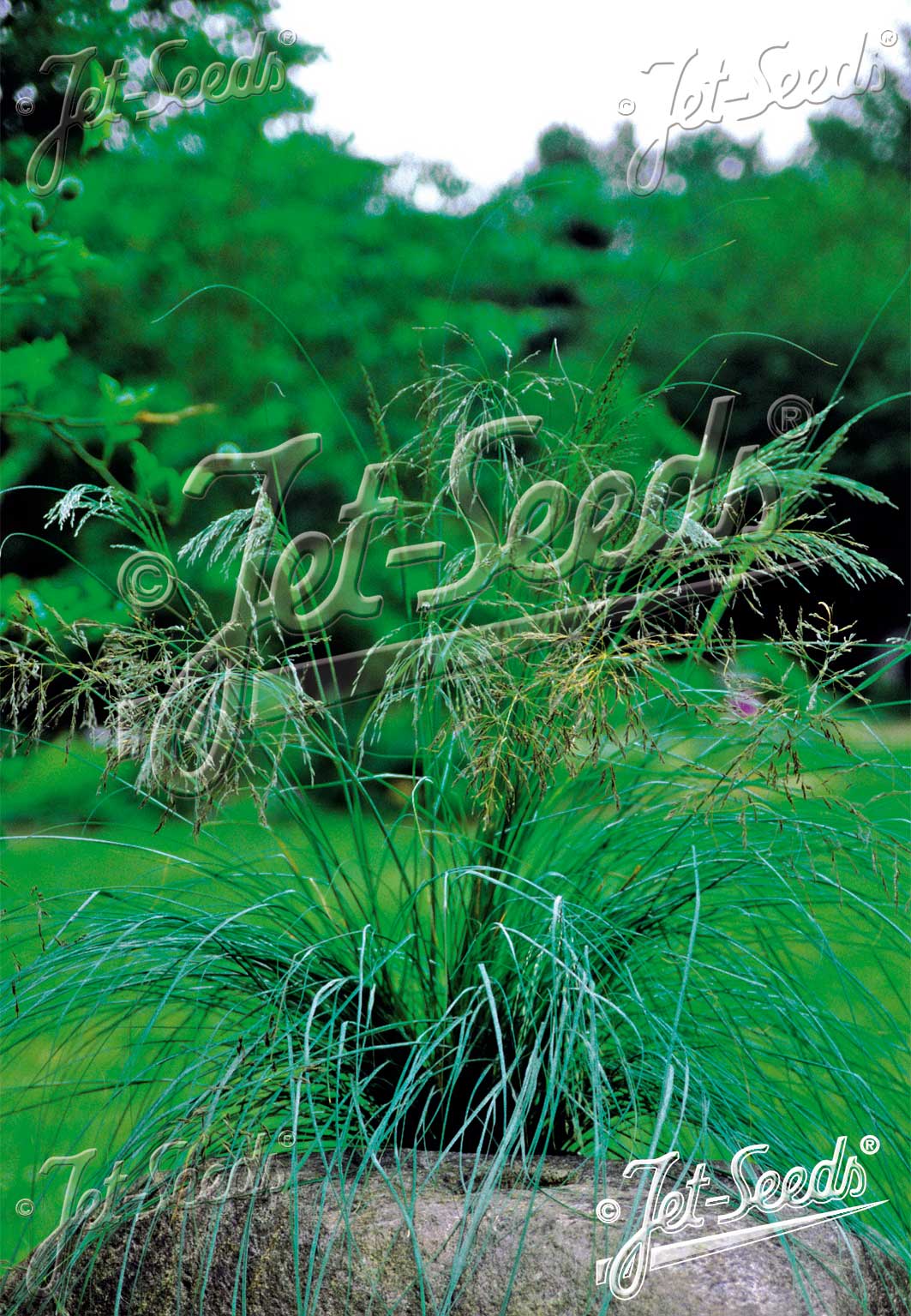 Eragrostis elliottii (love grass) blue foliage