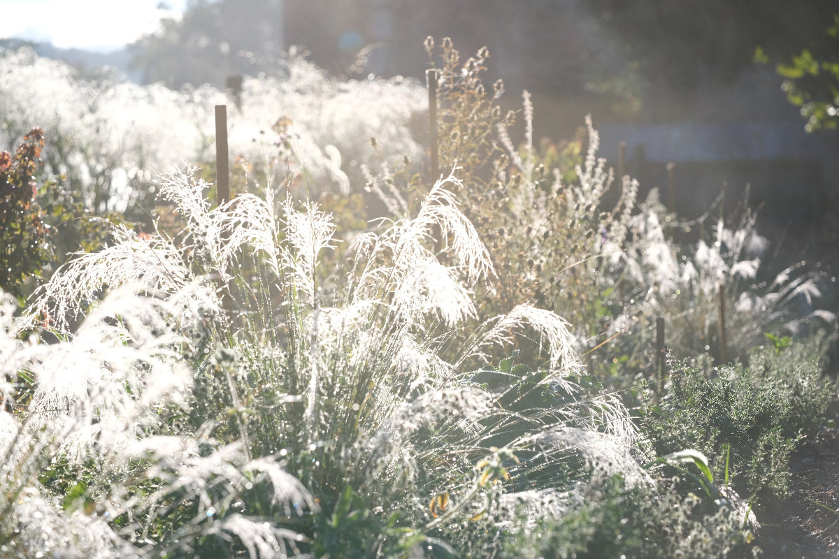 Teucrium chamaedrys (wall germander) in fall garden
